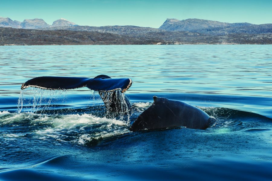 Synet af hvaler i havet er noget af det, turisterne drømmer om at opleve, når de besøger Grønland. 
Foto: Camilla Hylleberg, Visit Greenland