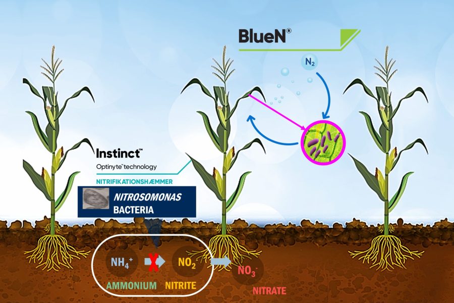 Instincts virkemåde sikrer at kvælstof i jorden, tilført som gylle eller kunstgødning, er tilgængeligt i længere tid for planten, da omdannelsen af ammonium til nitrat hæmmes. Dette er med til at øge udbytte og samtidig reducere udledningen af de kraftige drivhusgasser (GHG) (op til 51%) til atmosfæren. Blue N er en naturligt forkommende bakterie, som sikrer at afgrøderne kan udnytte luftens naturlige indhold af kvælstof som en ekstra ernæringskilde.